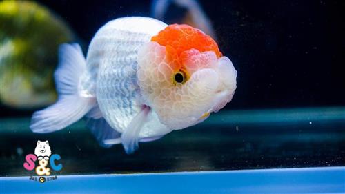Mua cá vàng ranchu ở đâu là tốt nhất và uy tín nhất
